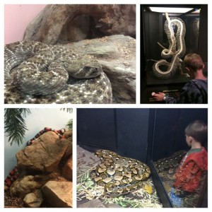 Academy-Reptile-Snakes