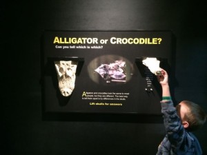 Academy-Reptiles-Croc-VS-Alligator