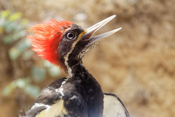 Brown and Orange bird