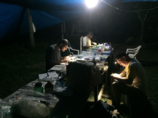 bird skinning at night