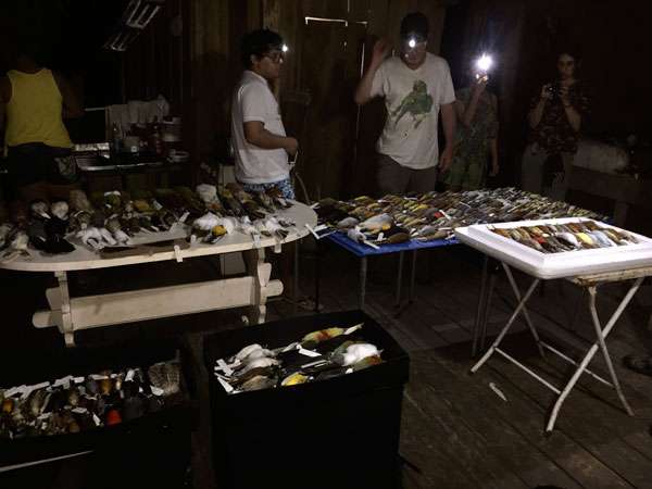 collected bird specimens