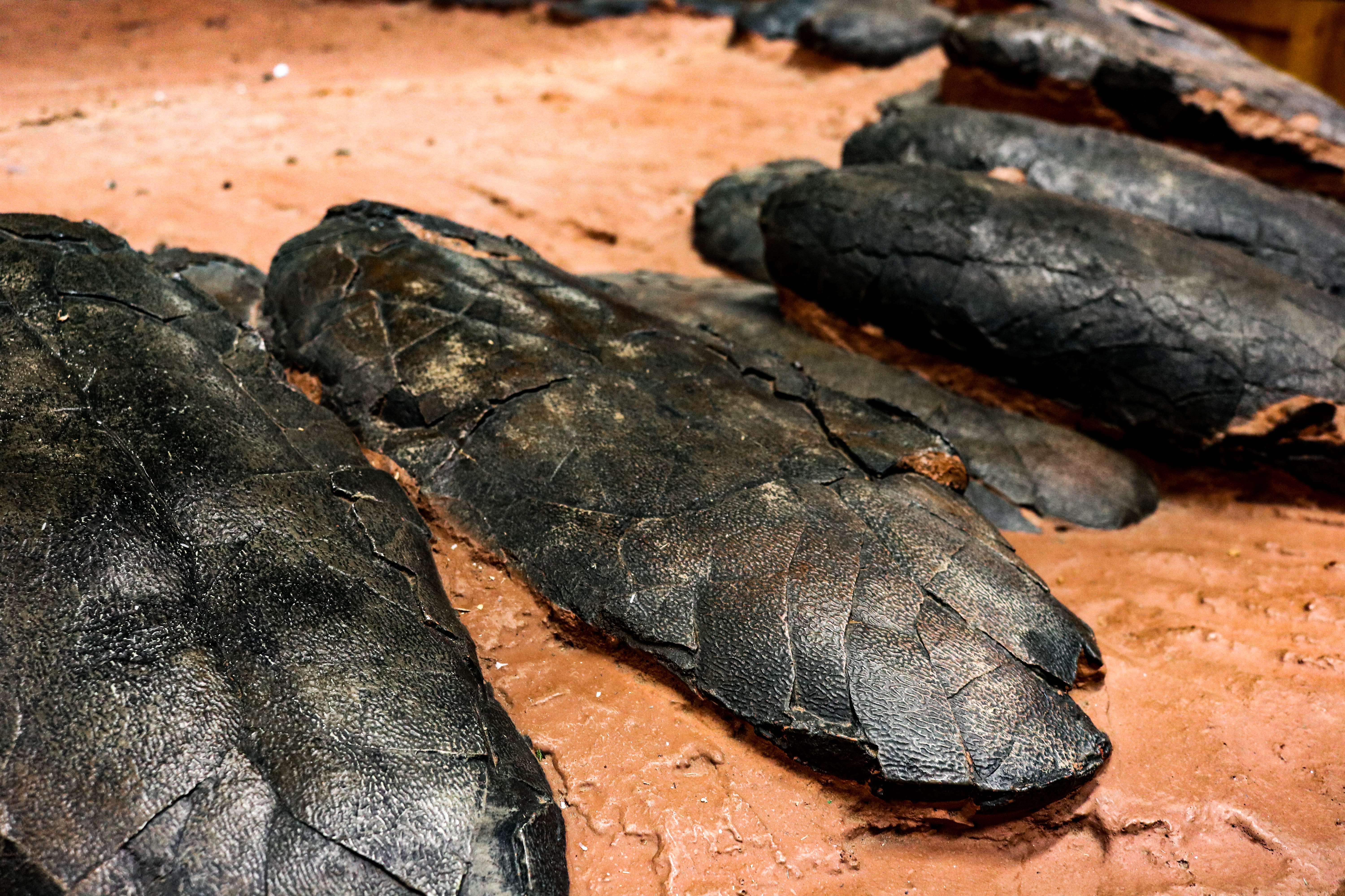 Eggs appearing in Tiny Titans: Dinosaur Eggs and Babies at the Academy of Natural Sciences