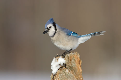 Blue Jay by Garth McElroy