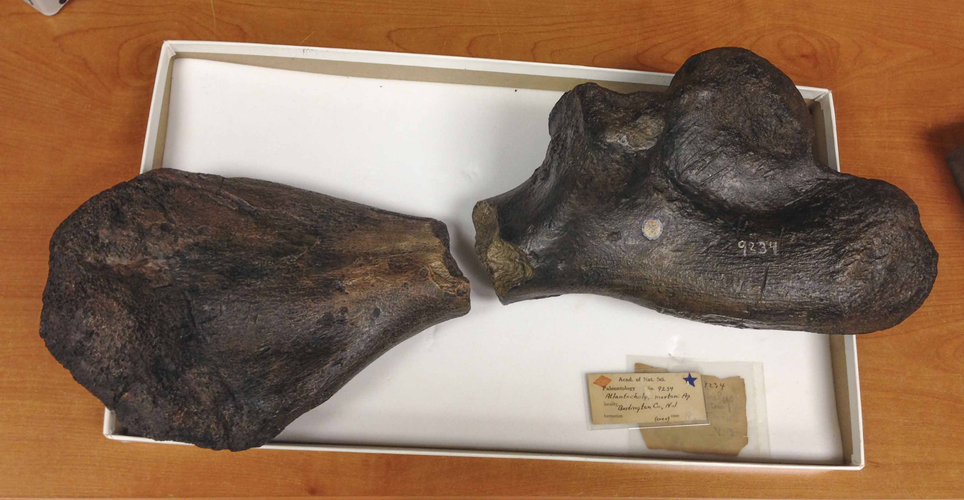 two pieces of a turtle bone