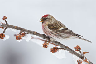 Common Redpoll