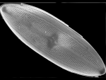 diatom four