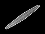 diatom three