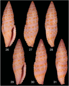 T. abelai shells. For a full set of images, click here.