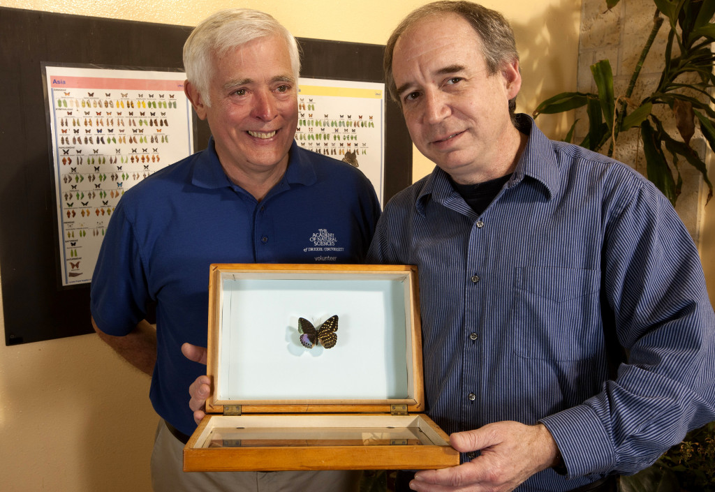 Volunteer Chris Johnson (left), with entomologist Jason Weintraub and the preserved Lexias pardais. Photo by Doug Wechsler/VIREO