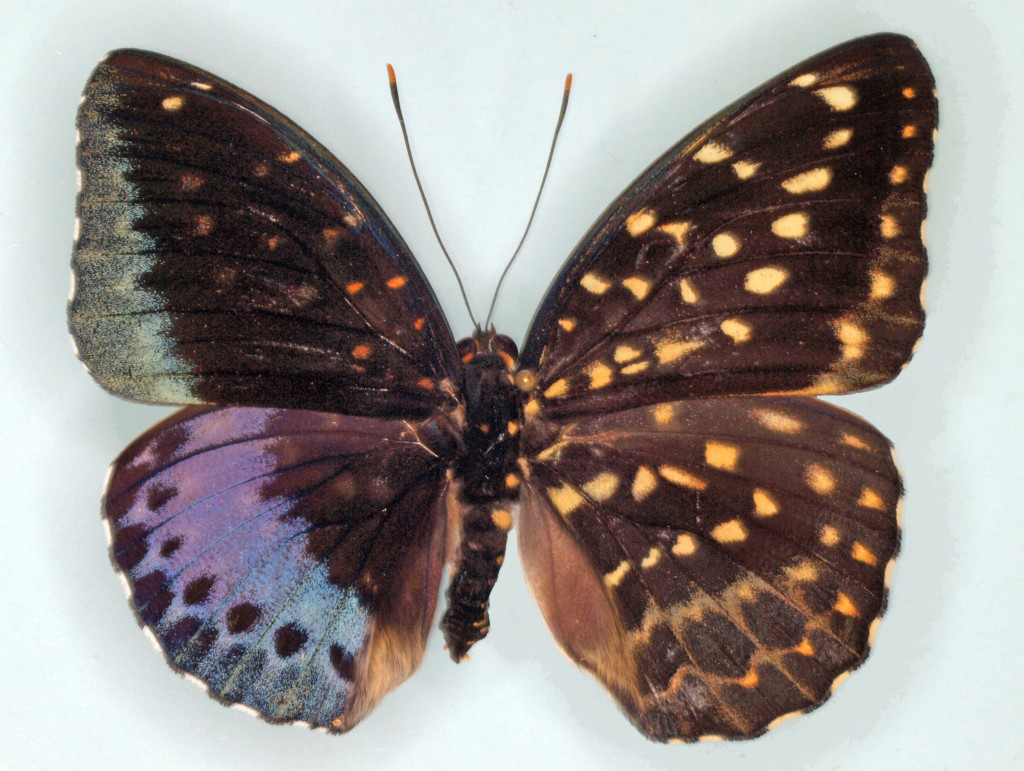 The right wings of this preserved Lexias pardais are characteristic of the female of the species and the left wings are typical of the male. Photo by J.D. Weintraub/ANSP Entomology