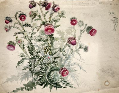 plant watercolor