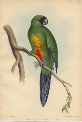 parrot painting