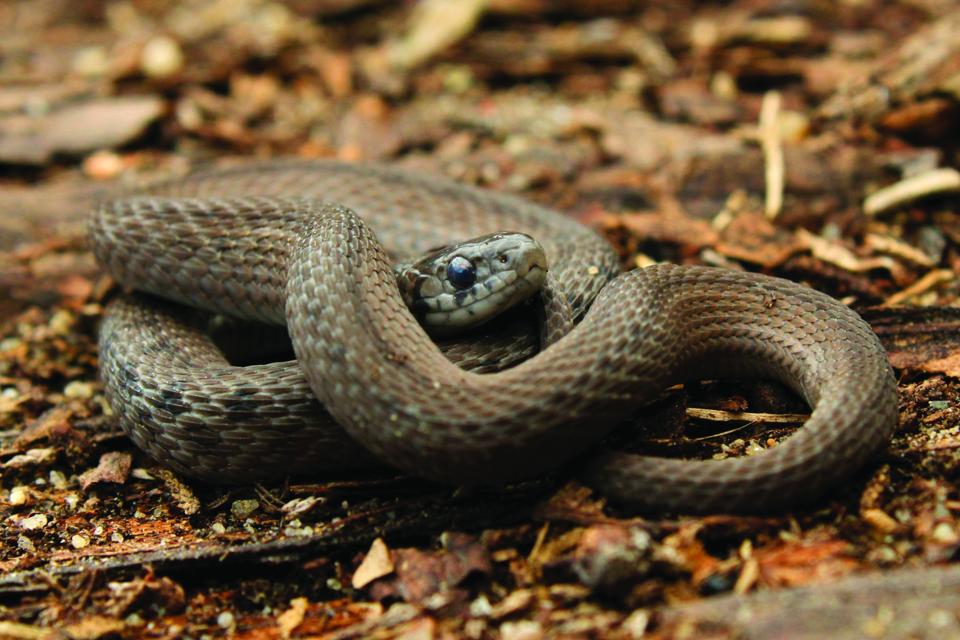 northern brown snake