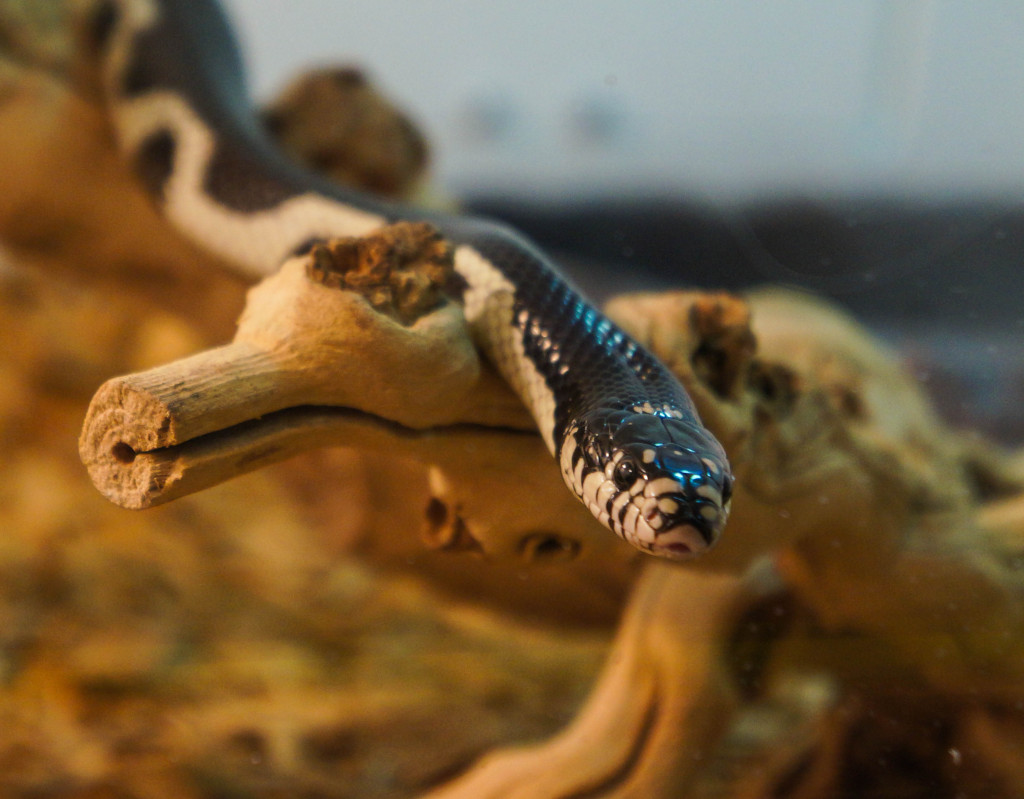 Titanoboa-10