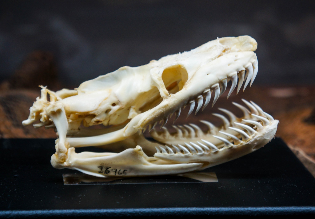 Titanoboa-13