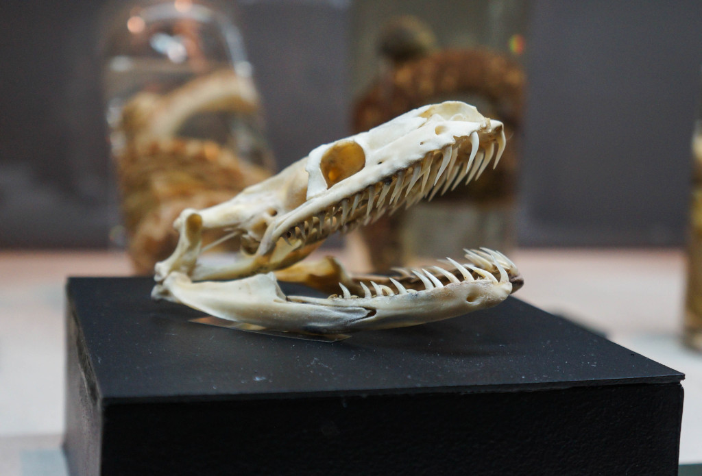 Titanoboa-3