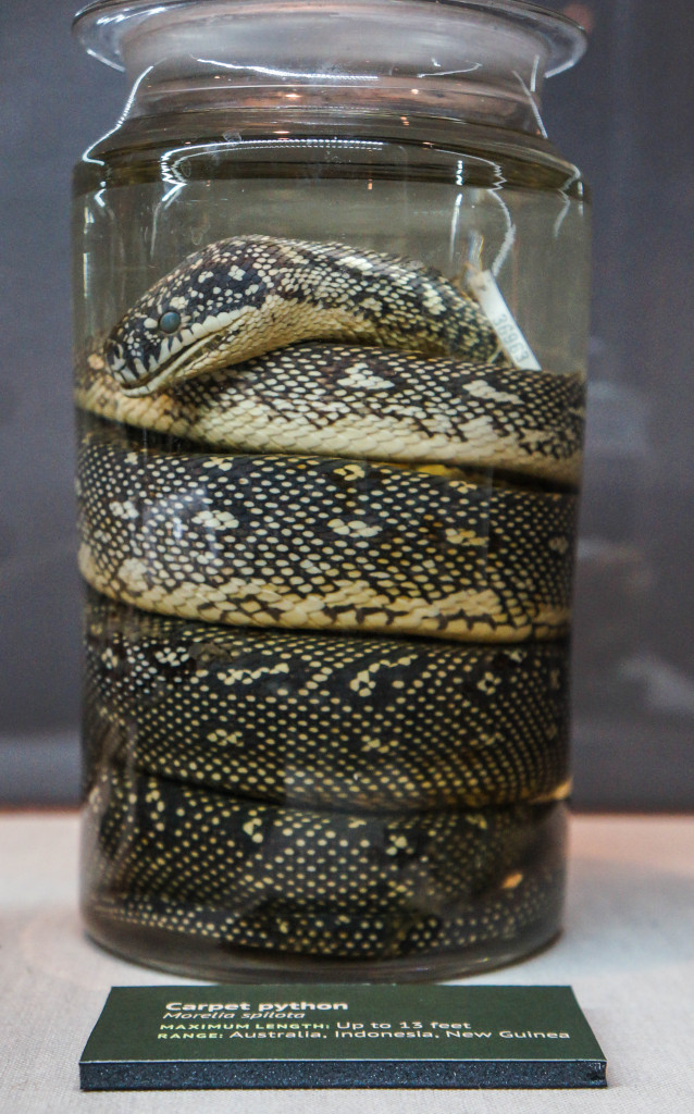 Titanoboa-4
