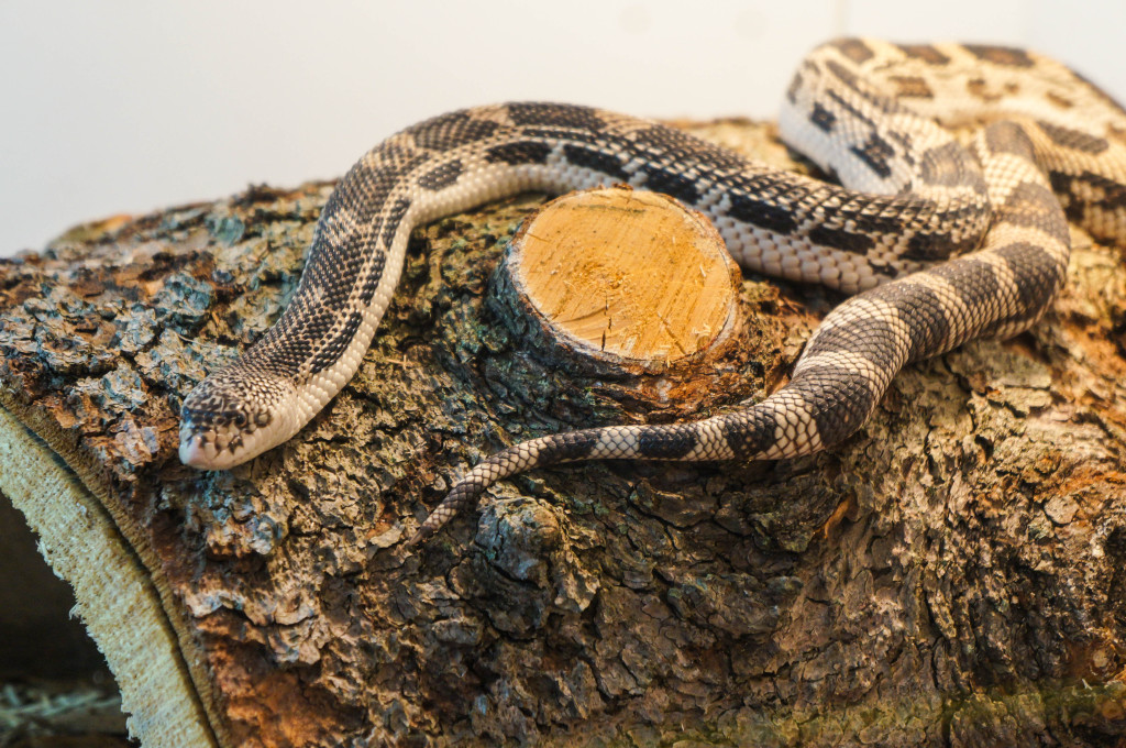 Titanoboa-5