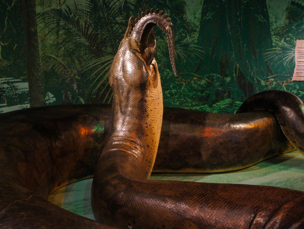 Titanoboa-8