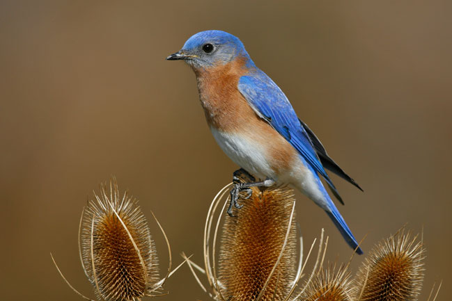 Learn about the courtship rituals of animals like the eastern bluebird from natural scientists.