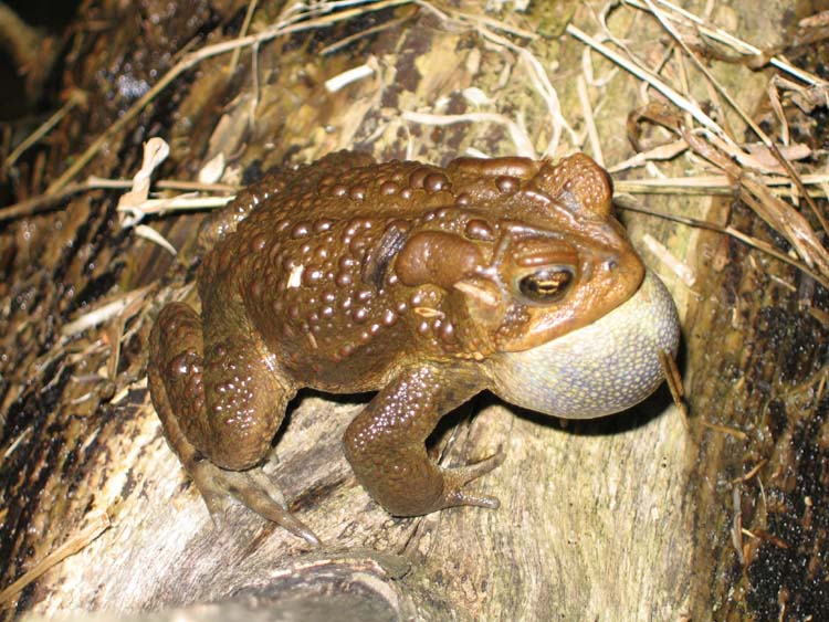 American Toad