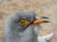 African Cuckoo Photo: Jason D. Weckstein