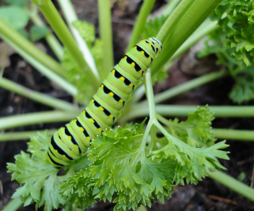 Black_Swallowtail_Catepillar_Parsley The Academy of Natural Sciences