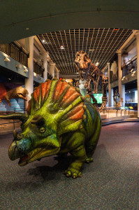 Tracy the Triceratops Photo: Mike Servedio/ANSP