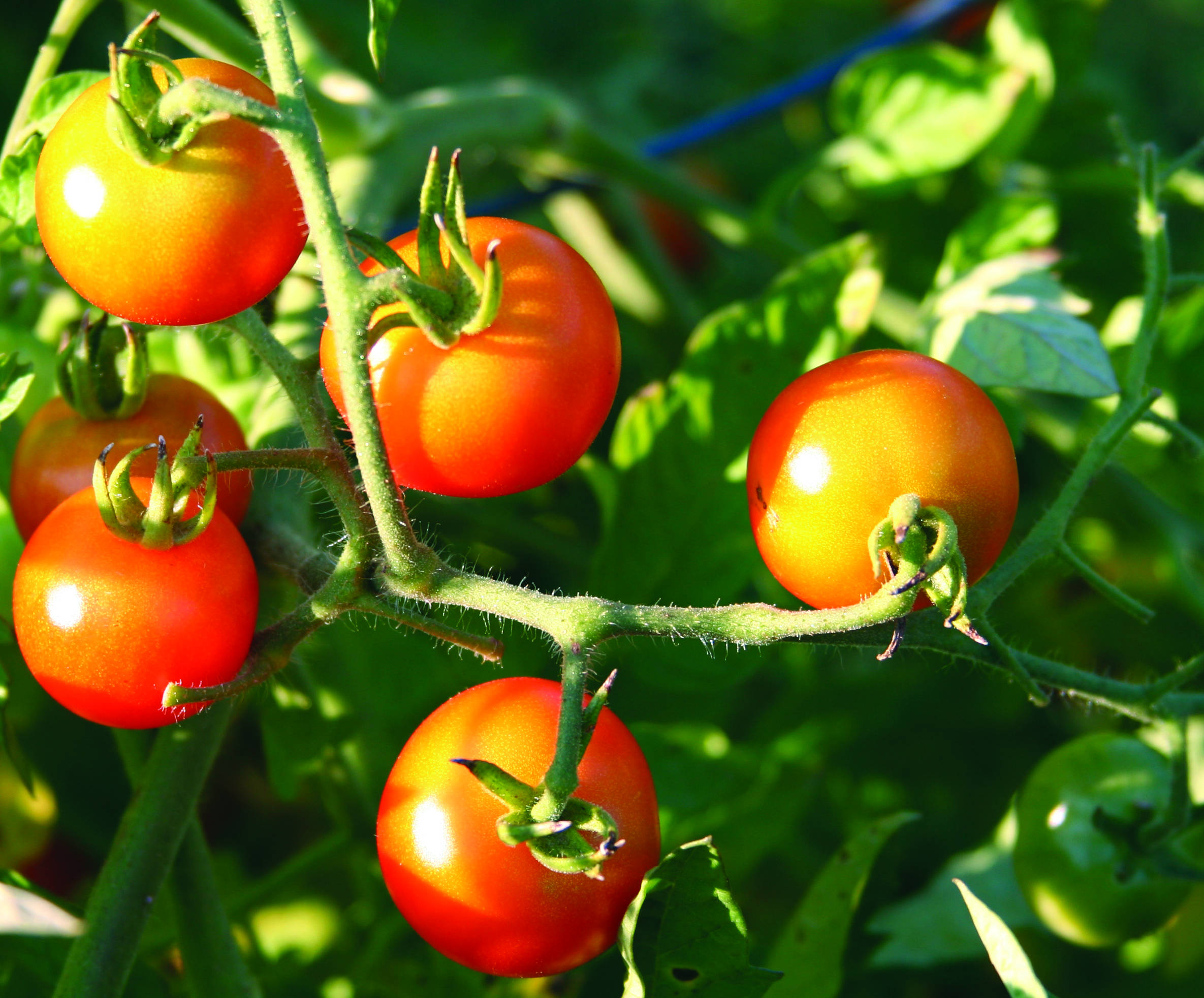 tomatoes on the vine