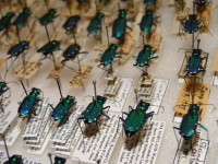 six-spotted tiger beetles from ANS collection