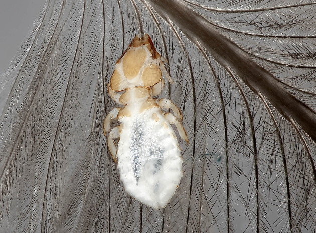 parasite on feather