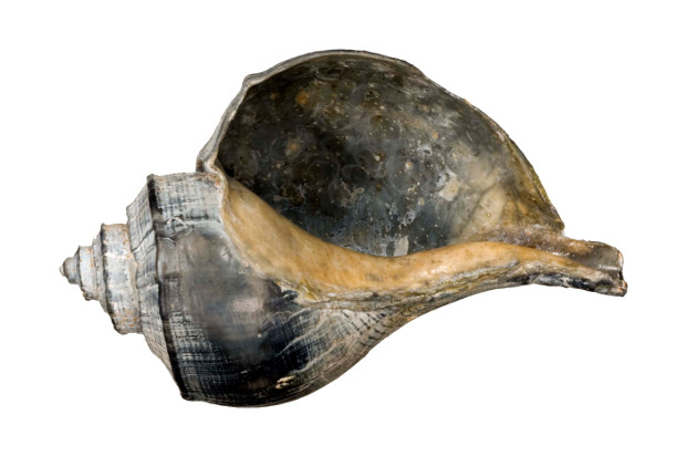 a blackened shell