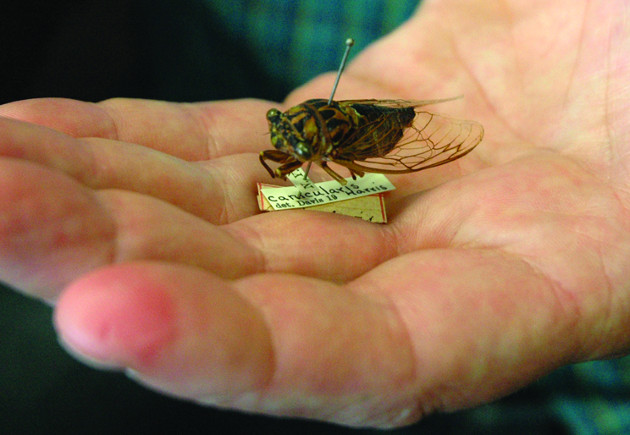 cicada specimen resting on hand