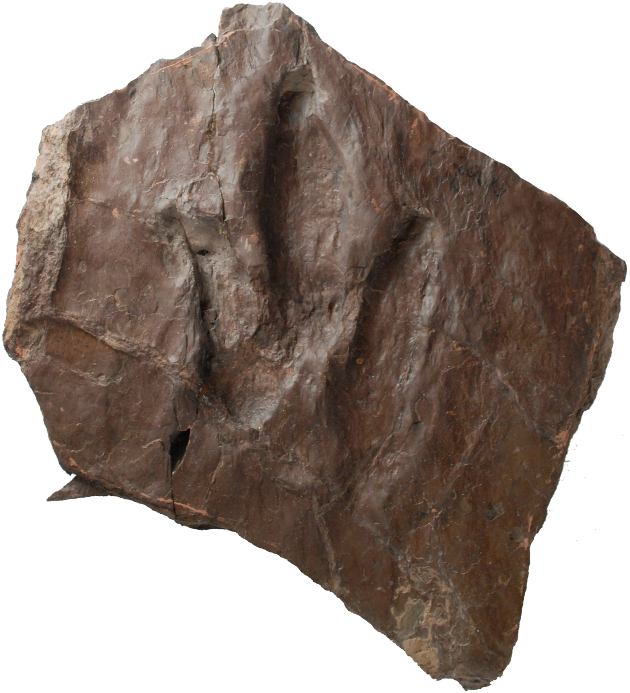Find modern traces in your backyard, and then check out Backyard Adventures, the exhibit at the Academy of Natural Sciences.