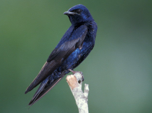 purplish black bird on branch