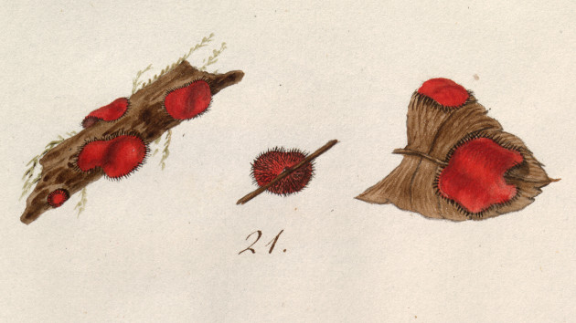 scutellata illustration