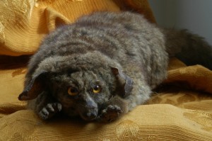 “Bushbaby,” Otolemur crassicaudatus, an African primate collected by the Rev. Aldin Grout near his Zulu Mission in South Africa, ca. 1840s.