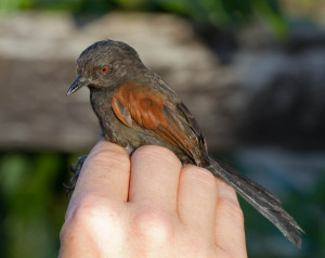 Ruddy spinetail