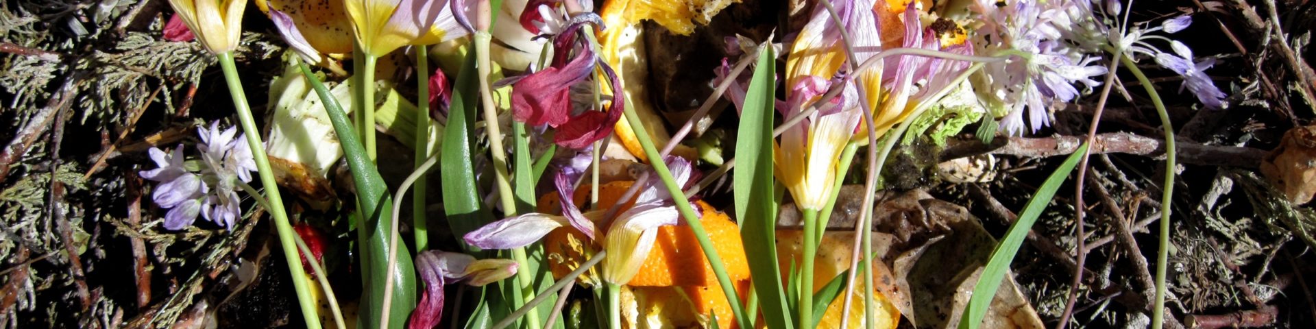 Compost, featuring orange peels and pink flowers
