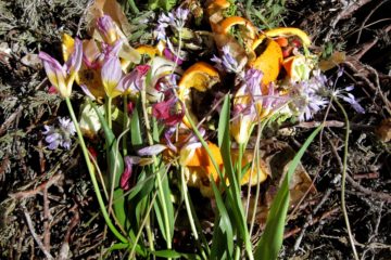 Compost, featuring orange peels and pink flowers