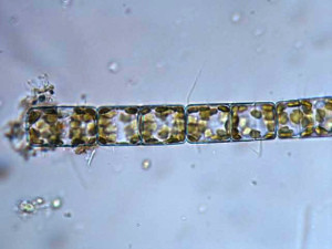A diatom from the Monoshone Creek, Northwest Philadelphia.