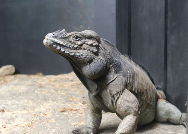 Rhinocerous iguana. Photo by Mike Servedio/ANS