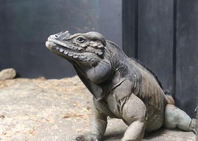 Reptiles The Beautiful And The Deadly The Academy Of - 