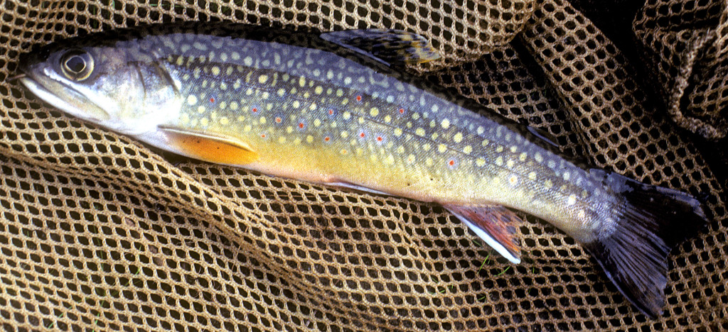 The lake was stocked with brook trout that are native to Horn Lake, which is located about eight miles from Brooktrout Lake and in the same watershed. Photo by: Richard Horwitz/ANS