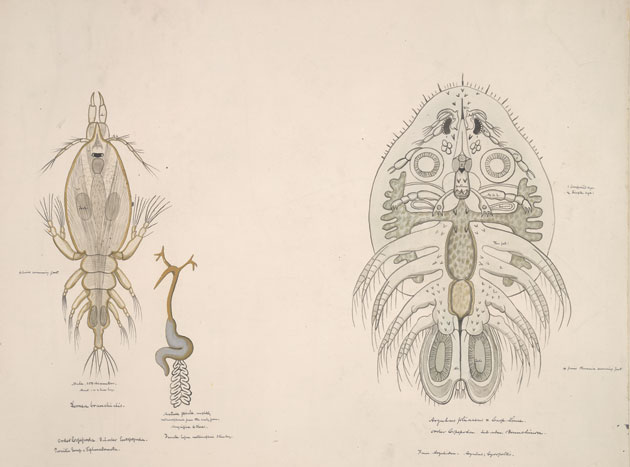 Archival Illustration