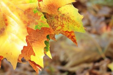 edges of yellow and orange autumn leaves