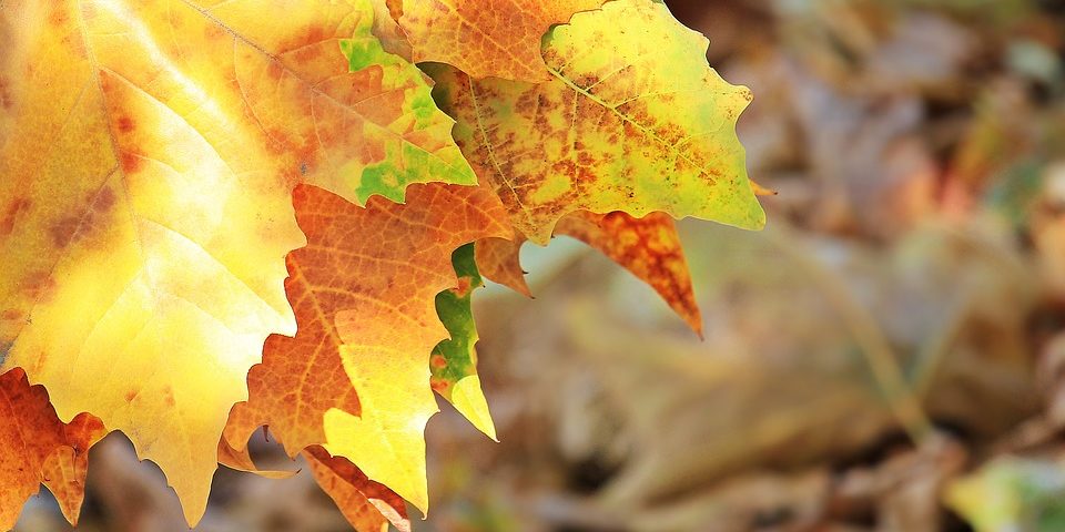 edges of yellow and orange autumn leaves