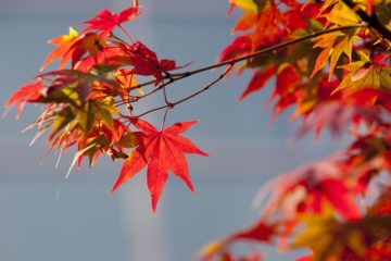 Close up of Red Autumn leaves against blue gray sky