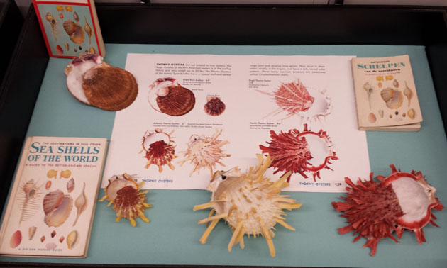 Academy shells and their Golden Guides.