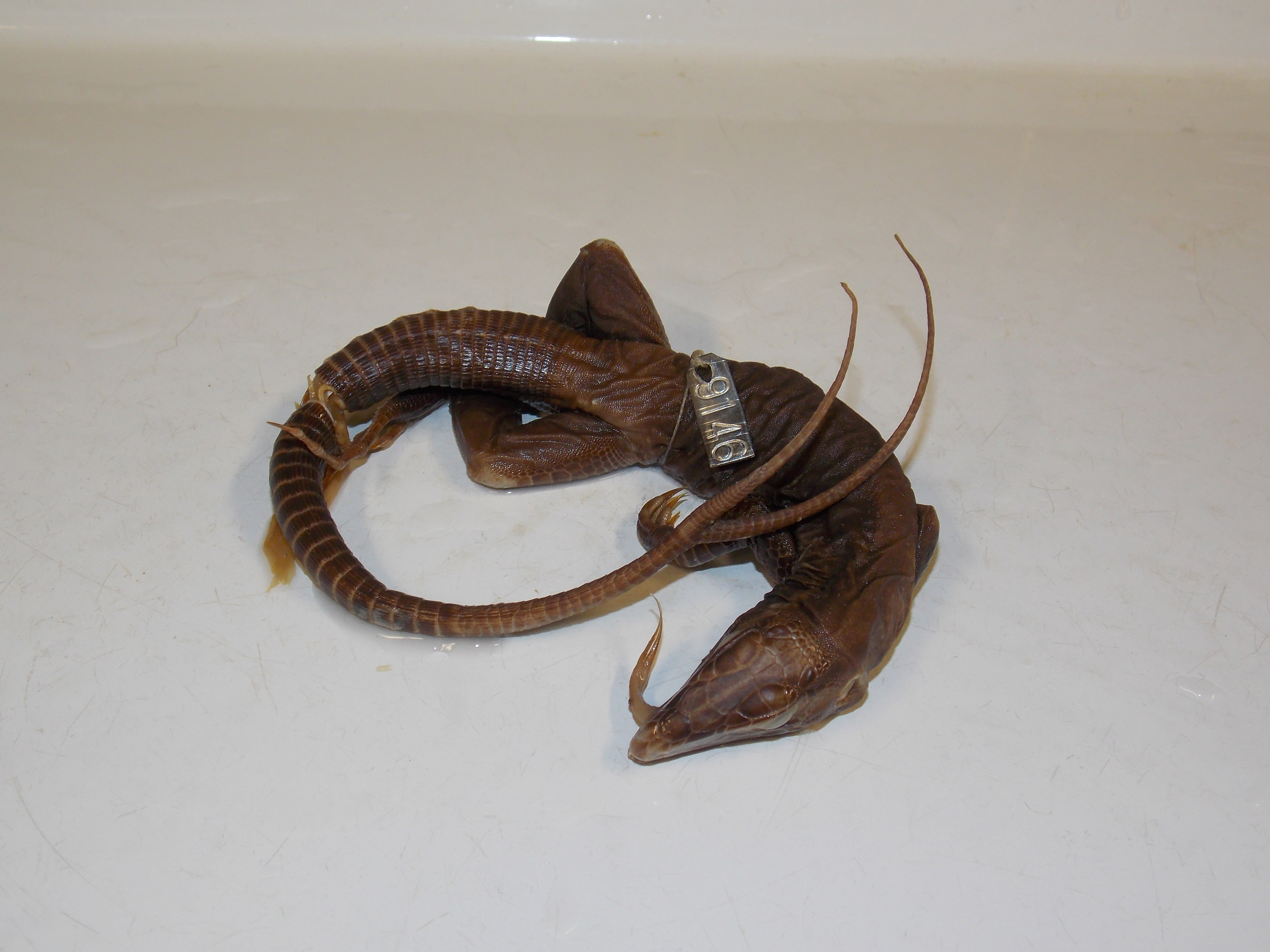 The giant ameiva with a bifurcated tail. Photo by Ned Gilmore/ANS
